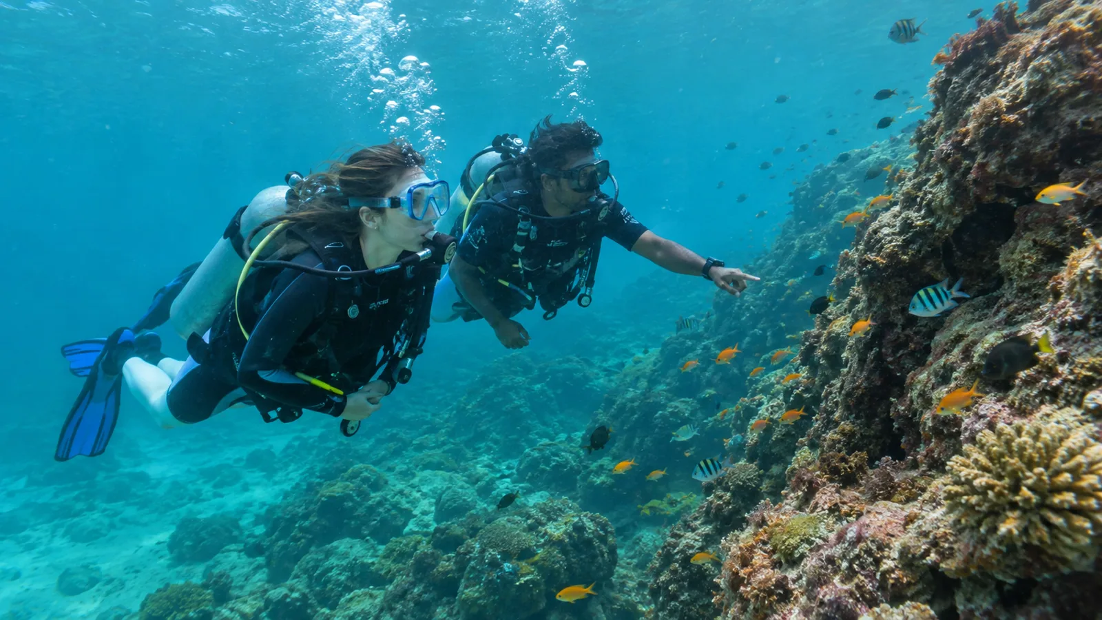 Scuba divers at a reef